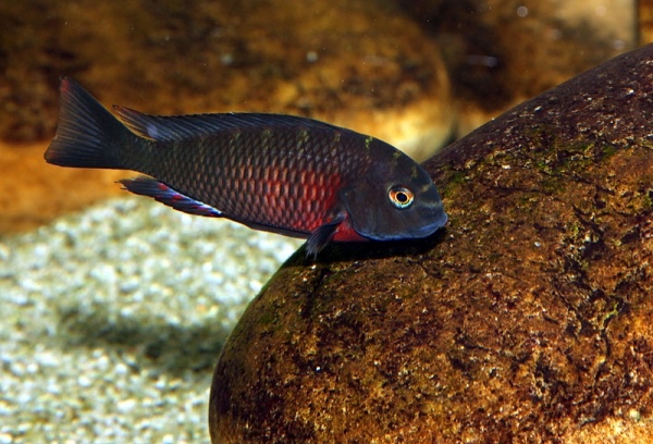 Tropheus sp. 'red' Lunangwa South